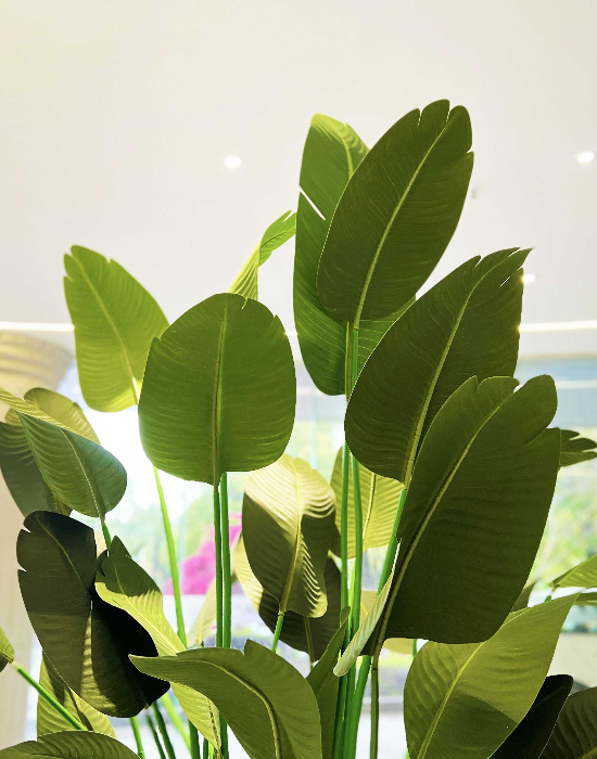 绿植